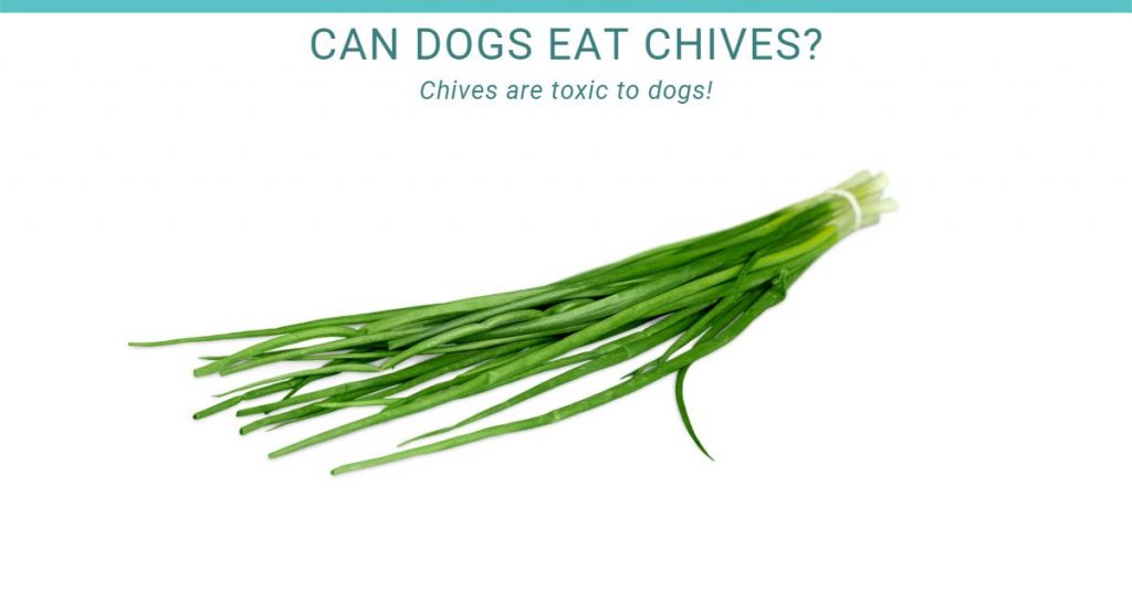 Can dogs eat chives?