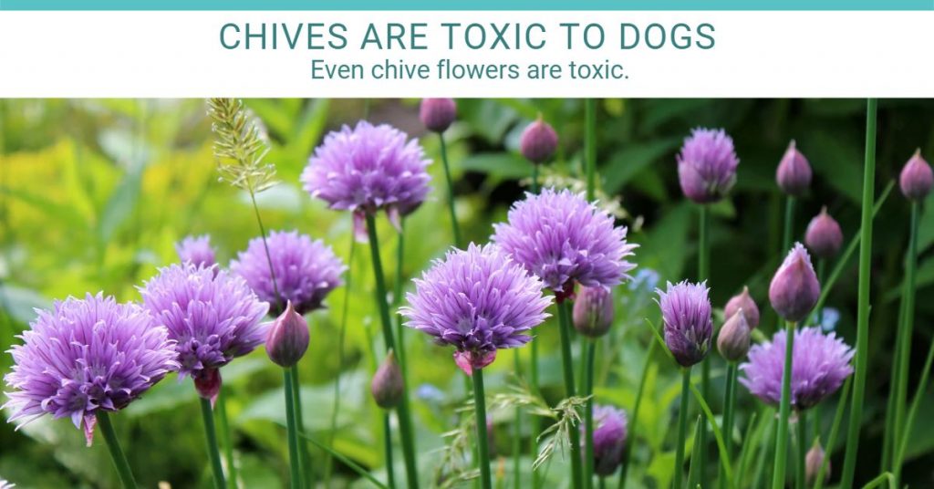 chive flowers are toxic to dogs