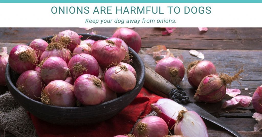 onions are harmful to dogs