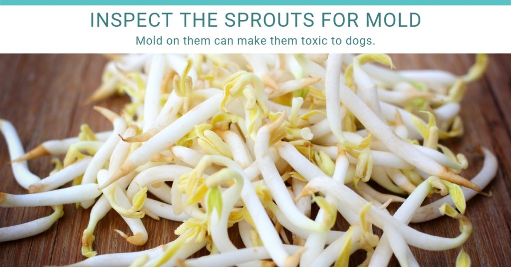 check for mold on the bean sprouts.