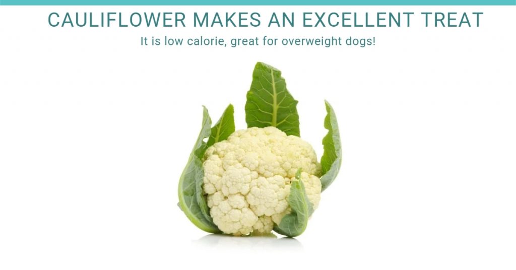Cauliflower is a good treat for dogs