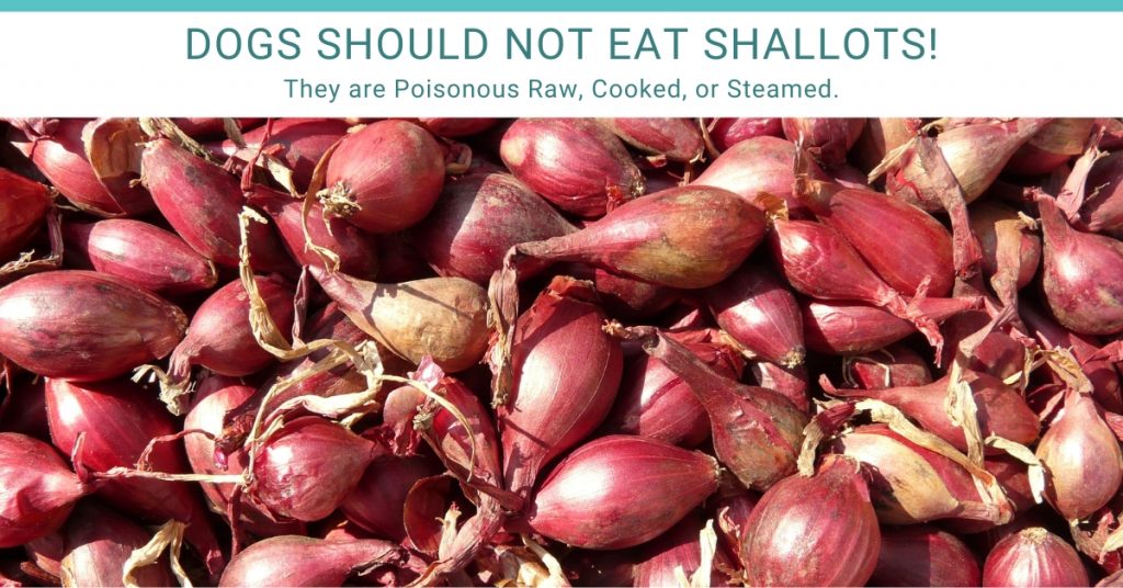 dogs can't eat shallots
