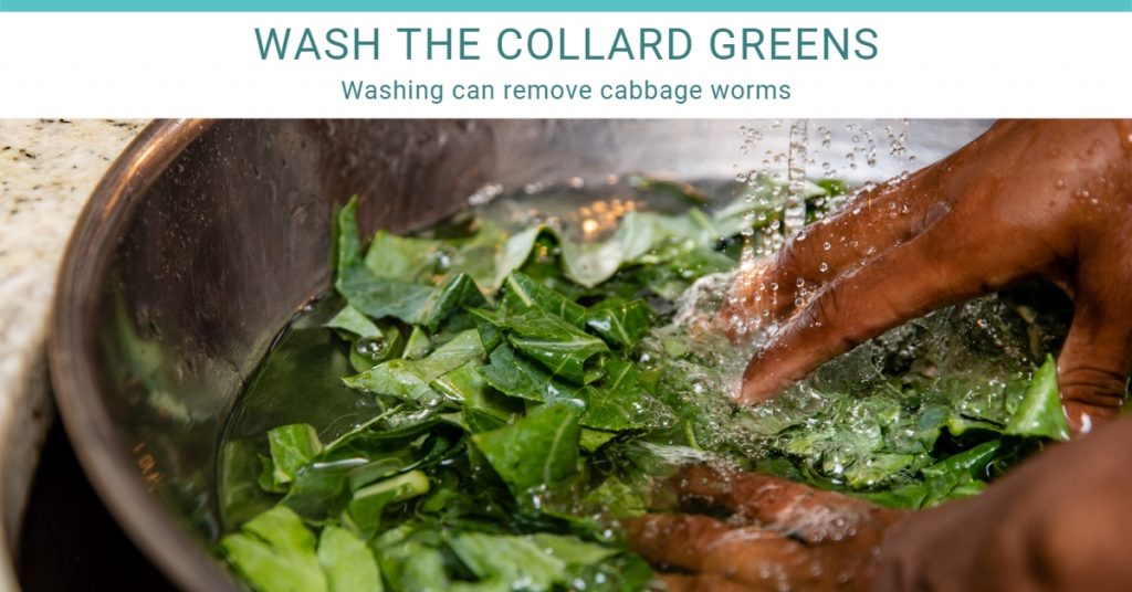 wash the collard greens first