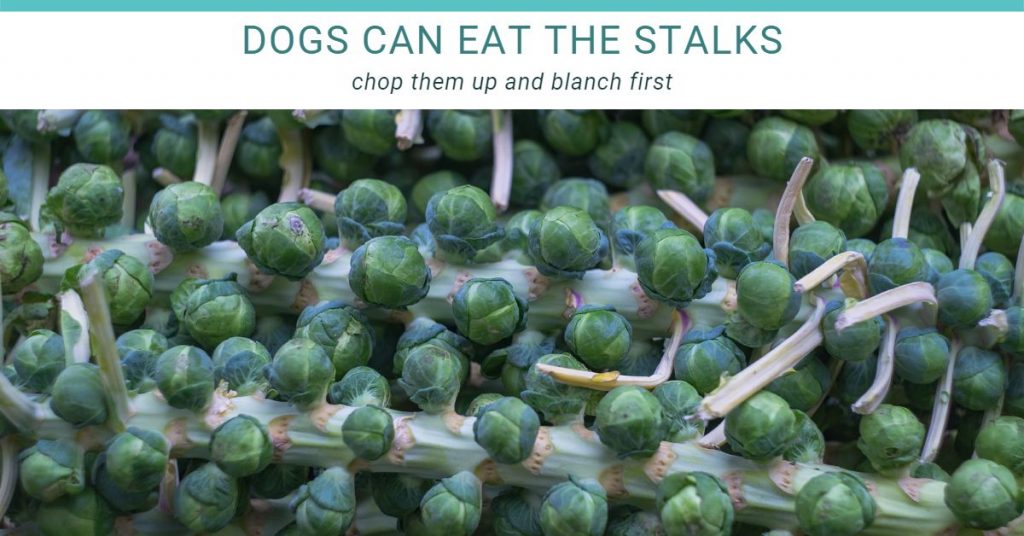dogs can eat the brussel sprout stalks