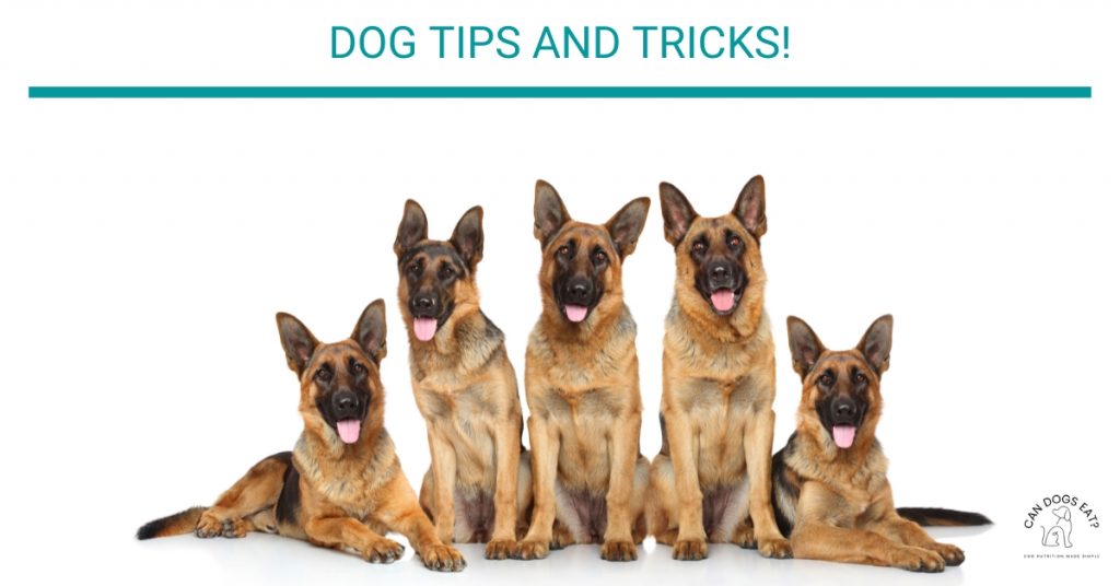Dog Tips and Tricks