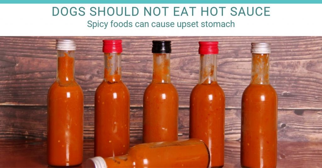 dogs should not eat hot sauce