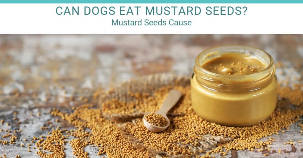 can dogs eat mustard seeds