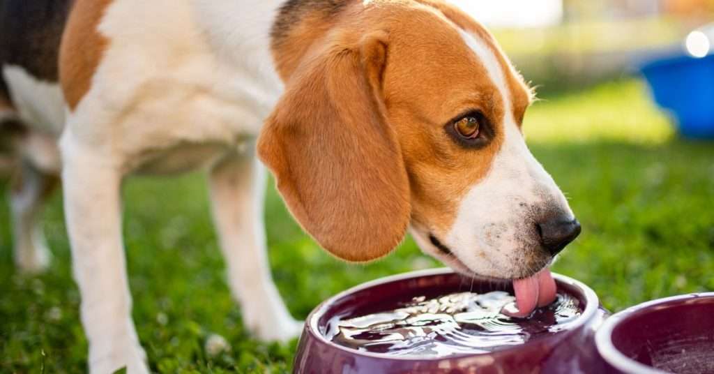 Dogs need plenty of fresh clean water, especially when they are ill.  Beagle drinking from a bowl of water outside in the yard.  
