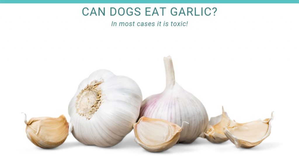 can dogs eat garlic?