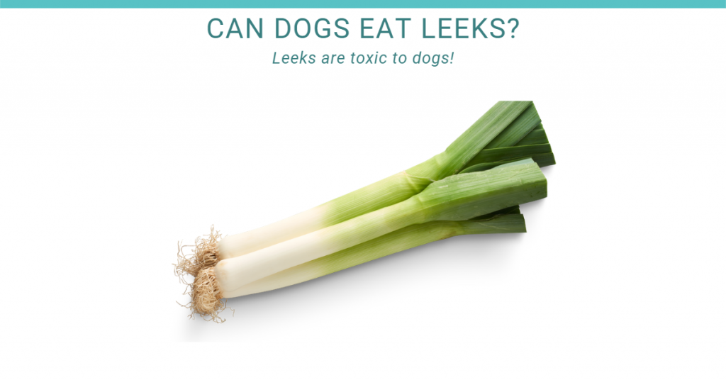 Can dogs eat leeks?
