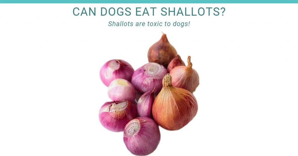Can dogs eat shallots?