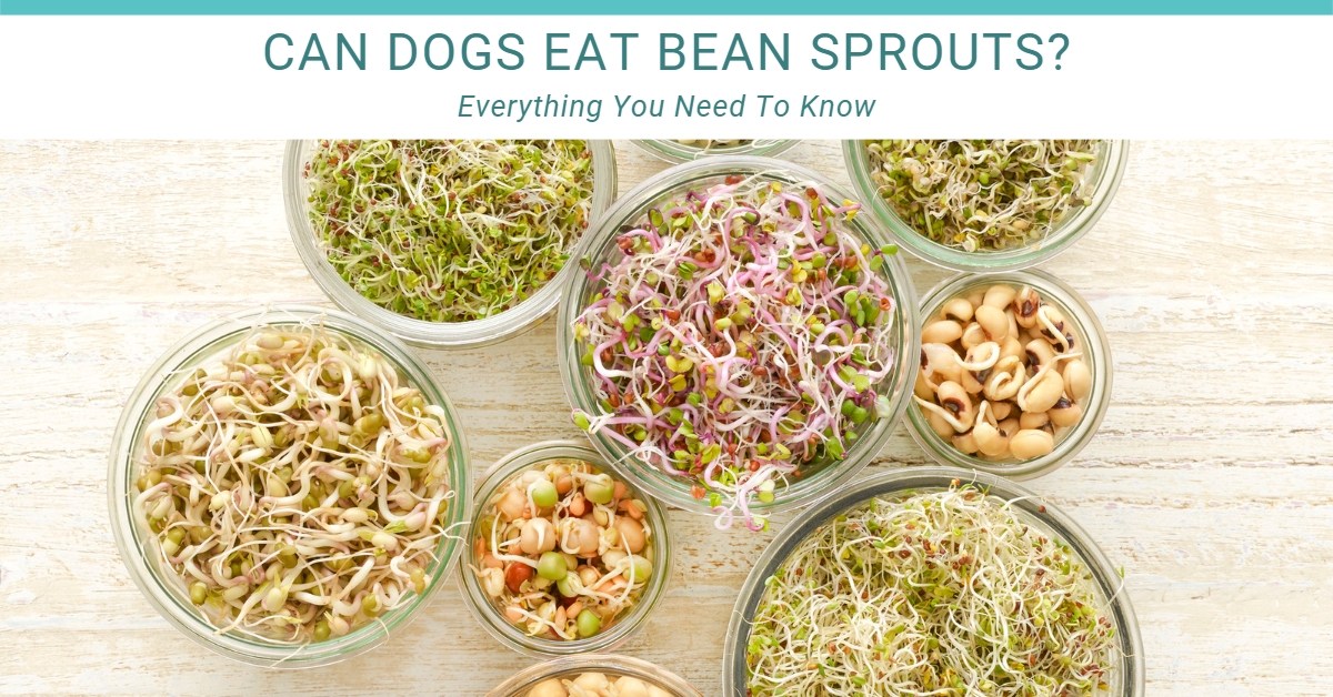 can dogs eat bean sprouts?