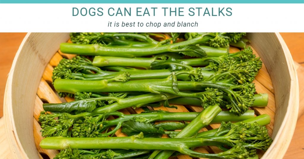 can dogs eat broccoli stalks