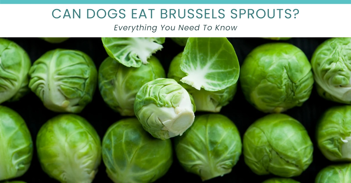 Brussels Sprouts are edible for dogs.