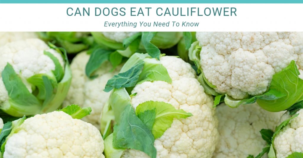 can dogs eat cauliflower