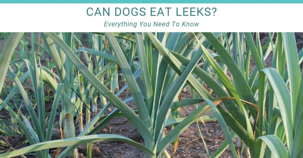 can dogs eat leeks?