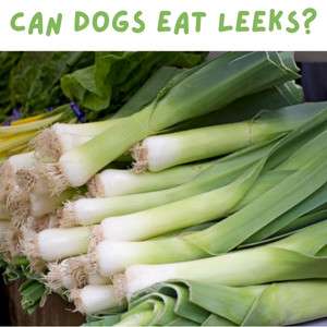 are leeks good for dogs