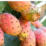 can dogs eat cactus pears