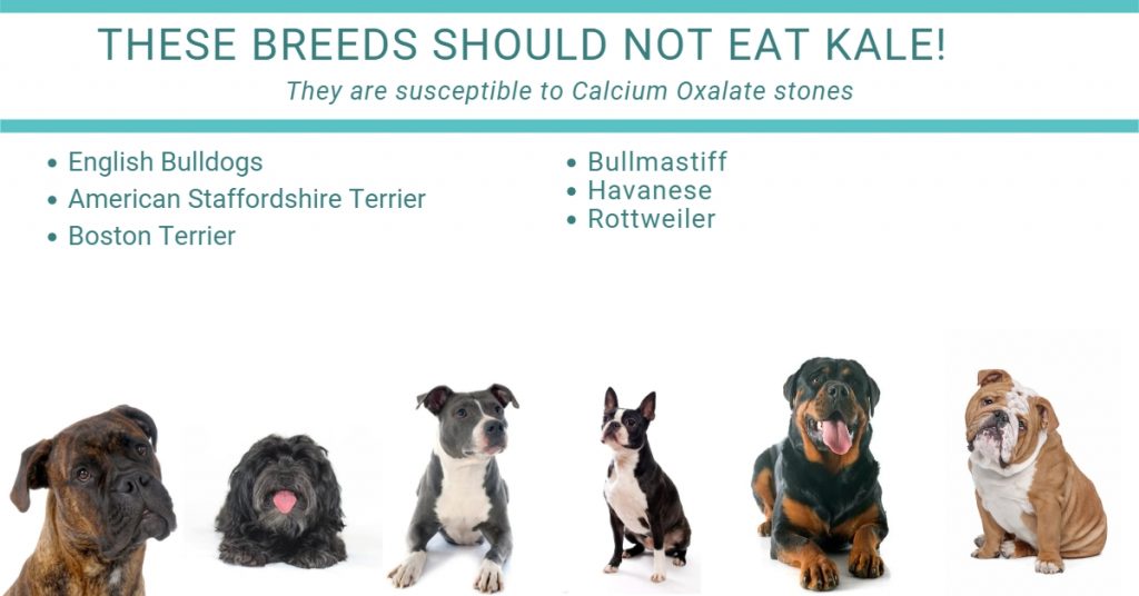 These dog breeds should not eat kale