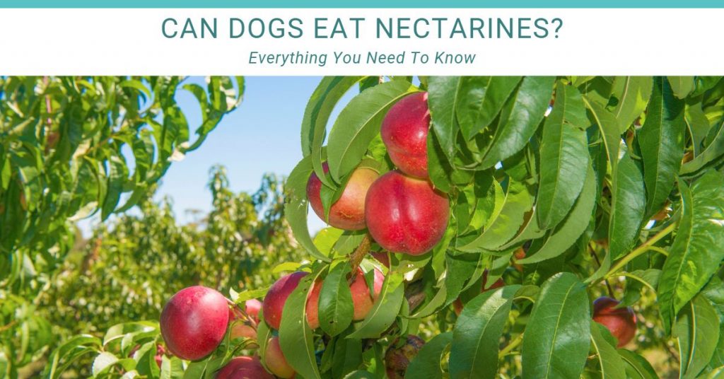 can dogs eat nectarines