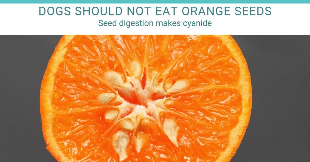 dogs should not eat orange seeds
