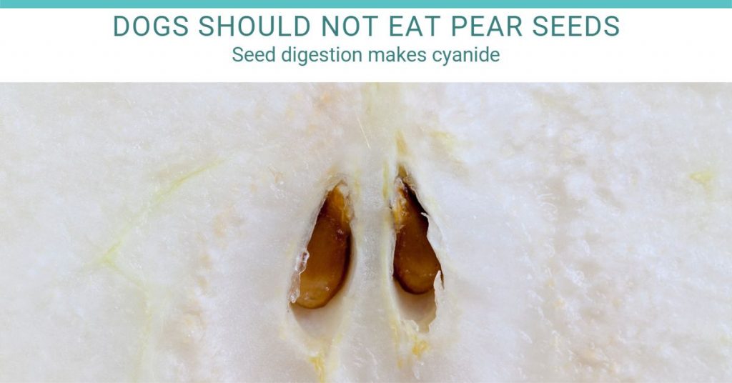 dogs should not eat pear seeds