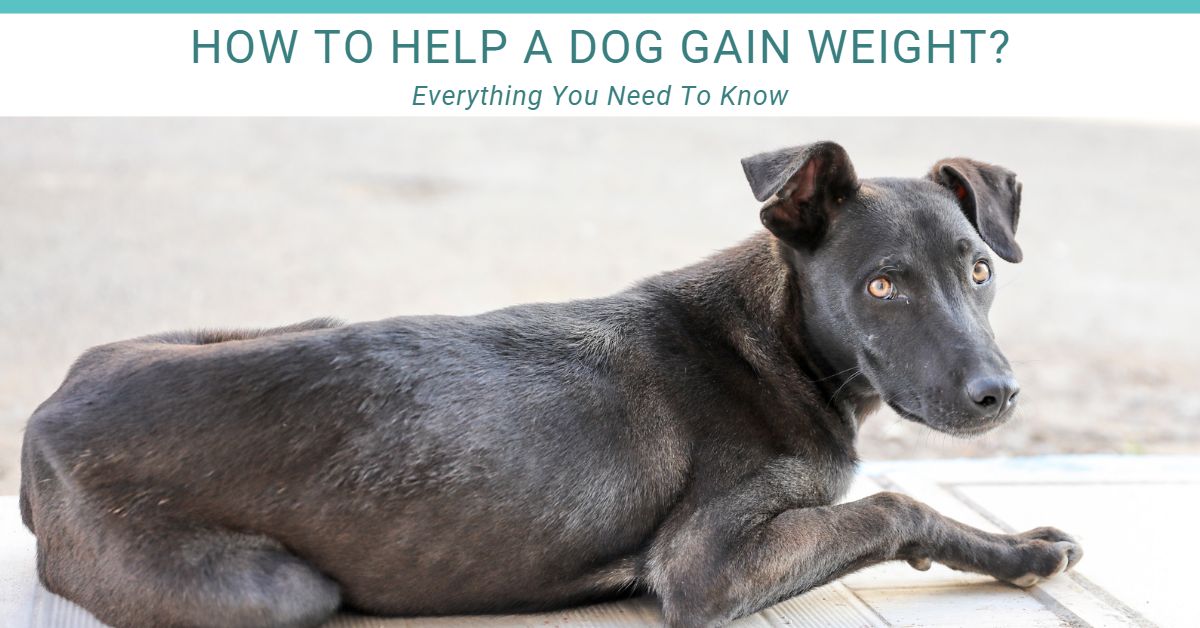 Help a dog gain weight