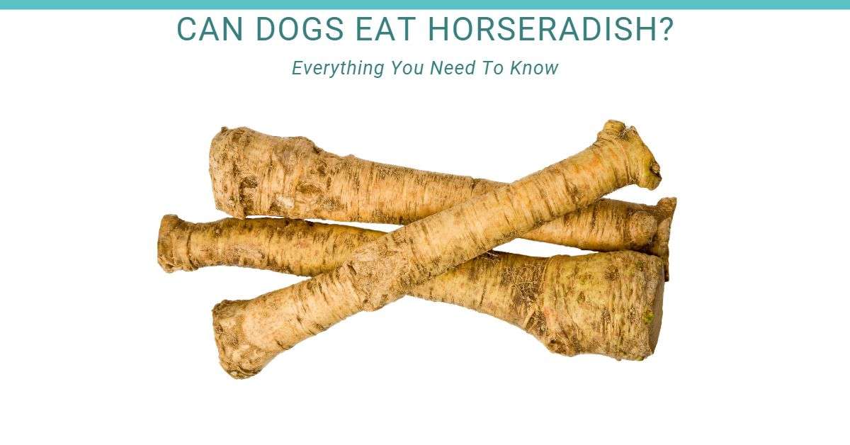 horseradish root with the title - can dogs eat horseradish?