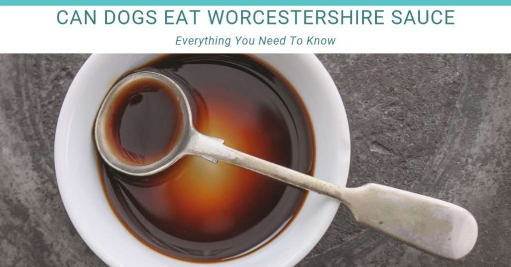 can dogs eat Worcestershire sauce? Dogs should not eat this sauce. Picture of Worcestershire sauce in a white bowl with a spoon in it.