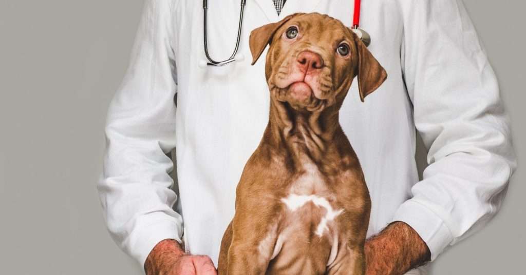 consult a vet - man in white lab coat with stethoscope standing behind a brown dog.  