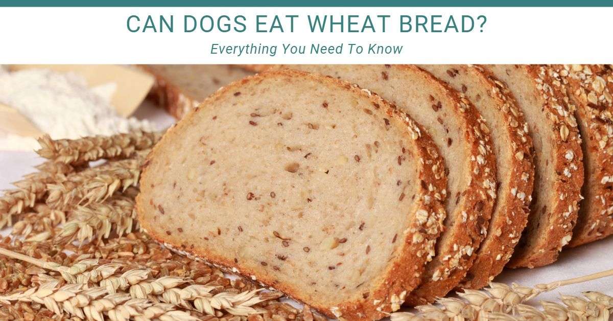 Can dogs eat wheat bread? Wheat bread on top of a table with some wheat next to it.