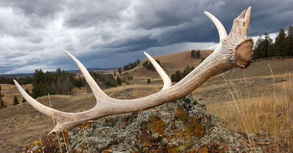 elk antlers are also a good option for dog chews.  Elk antler laying on the side of a hill, with rolling hills in the background.  