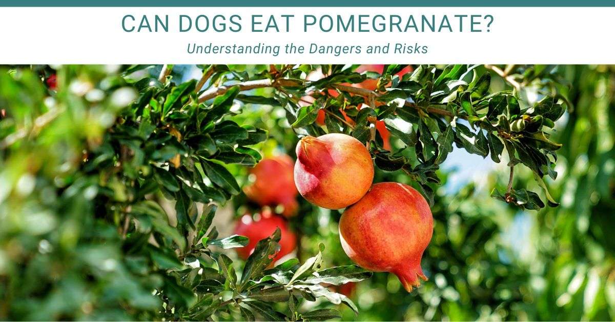can dogs eat pomegranate? ripe pomegranate on the tree in an orchard.