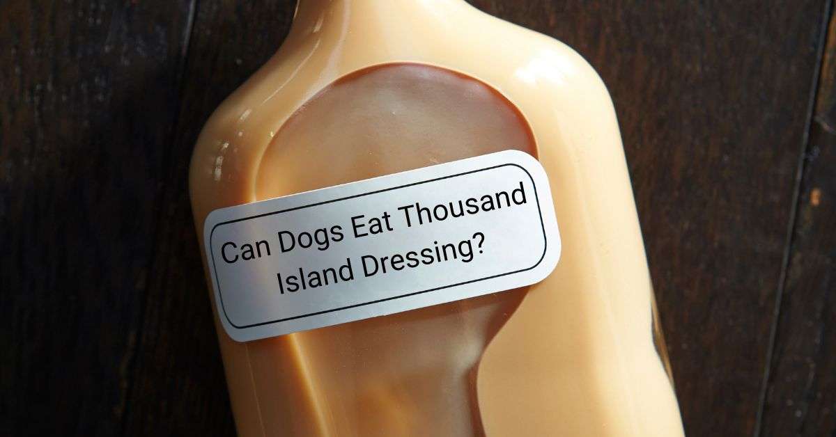 can dogs eat thousand island dressing? Dogs should not be allowed to eat it. Clear Glass bottle with a white label on it, shows a big air bubble with the rest of the bottle filled with dressing.