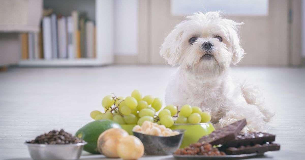 dogs should not eat grapes - a bunch of dishes with items that are toxic to dogs in front of a white dog.  Green grapes are one of the items along with onions, chocolate, and raisins.  