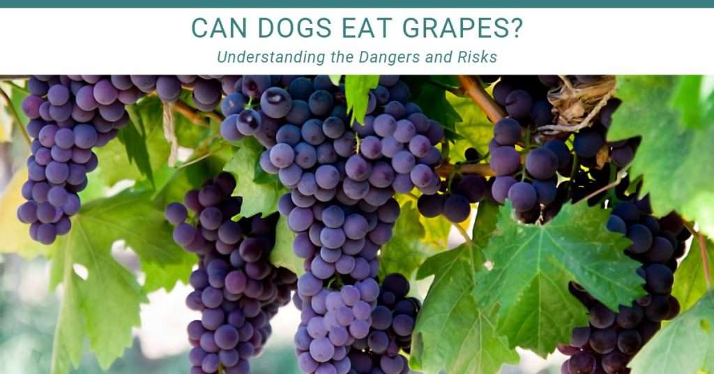 can dogs eat grapes? a bunch of concord grapes hanging on the vine. They are a deep purple color.