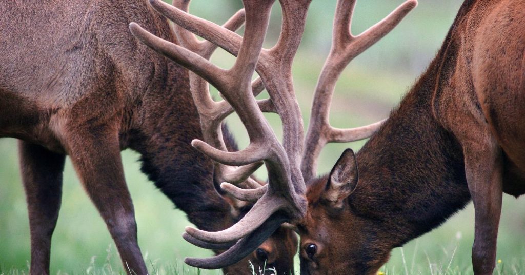 Antler chews for dogs - Elks with large antlers eating grass in a field.