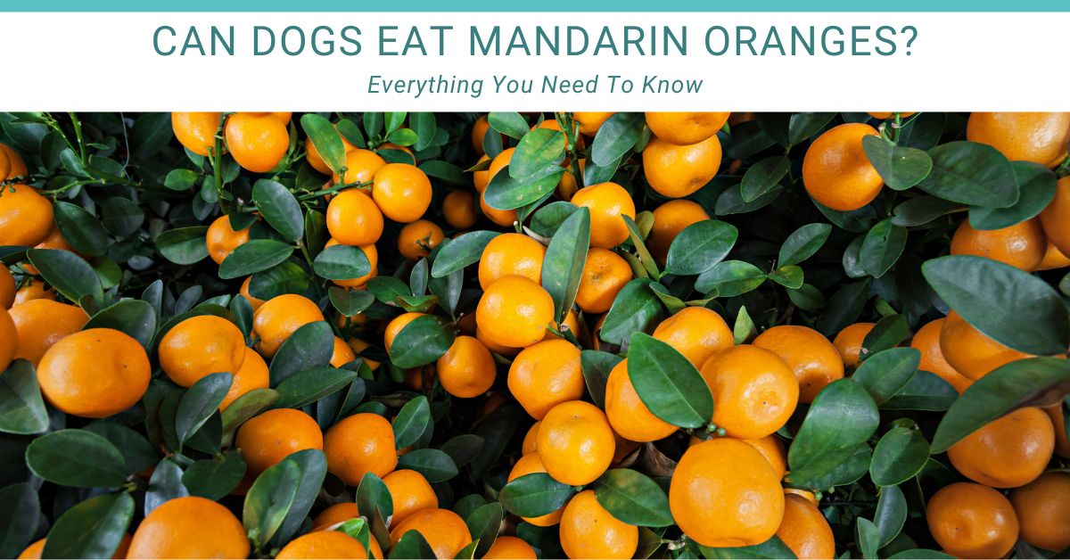 Can dogs eat Mandarin Oranges? Fresh mandarins growing on a tree.