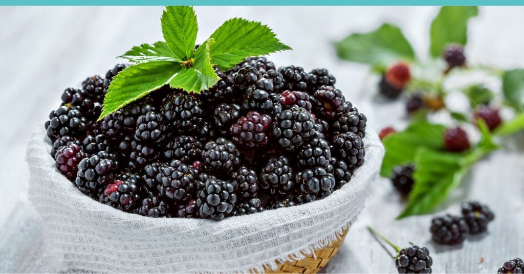 can dogs eat blackberries? Blackberries in a white bowl on a table.