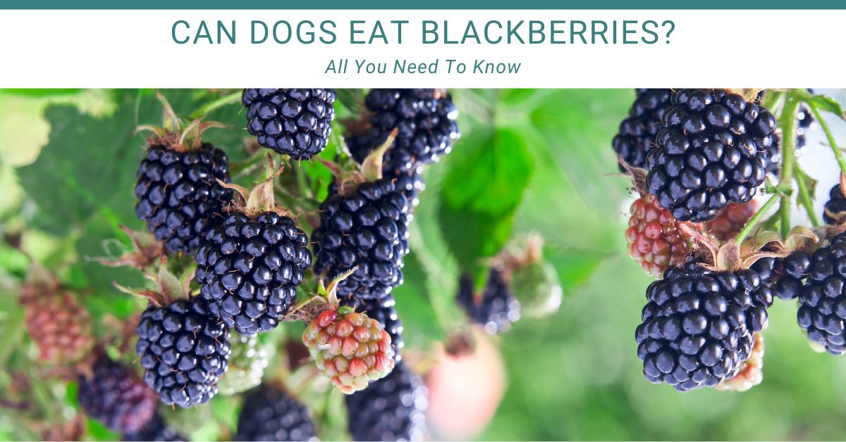 Can Dogs Eat Blackberries? Blackberry plant out in a garden with some ripe berries on it.