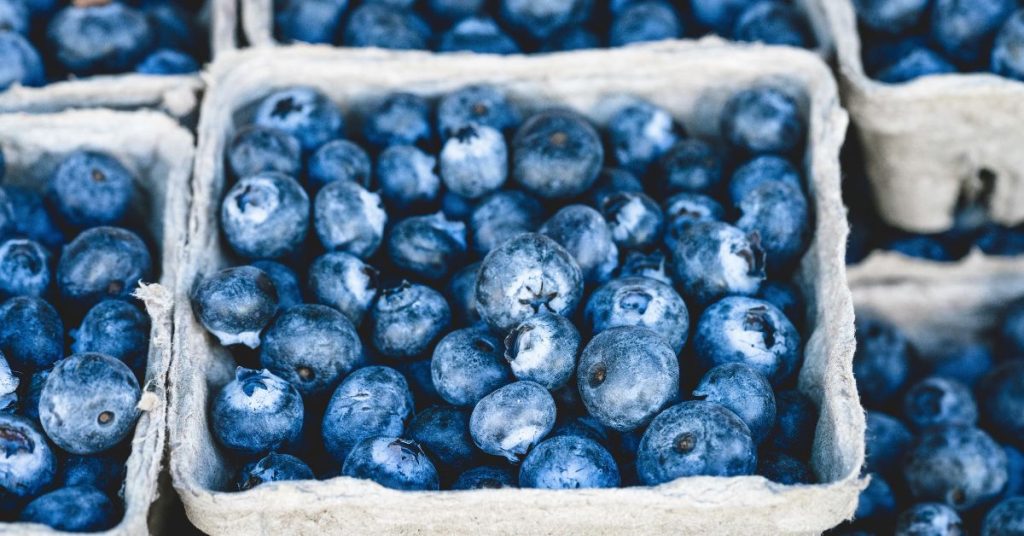 Can dogs eat blueberries?  Blueberries in a pint container.