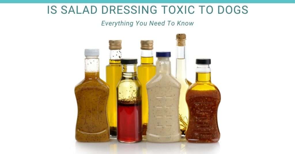 is salad dressing toxic to dogs? bunch of unbranded random salad dressing bottles on a table.